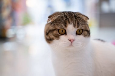 Bokeh Light arka planında şirin bir steyşın kedi..