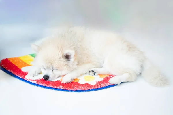 A long-haired white dog sleeps comfortably on a brightly colored carpet. On the background, the light is blurred.