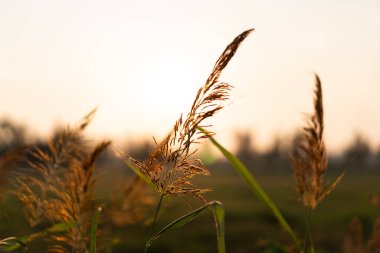 Sabahları çimen çiçekleri yumuşak güneş ışığıyla. Kırsalda çiçekler var. Sabah güneşli çimen çiçekleri.