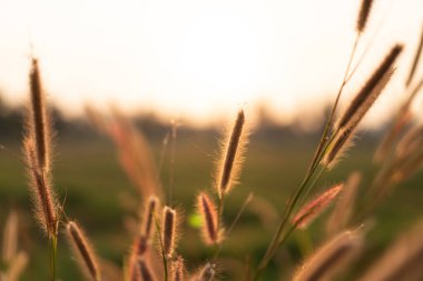 Akşamları çimen, gün batımında altın ışık, kırsalda çiçekler. Akşam güneşiyle birlikte yabani çimen çiçekleri.