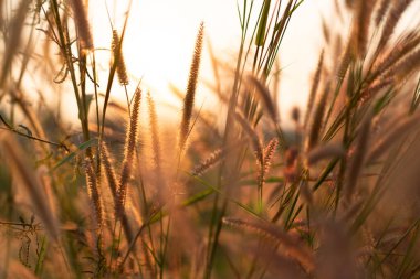 Akşamları çimen, gün batımında altın ışık, kırsalda çiçekler. Akşam güneşiyle birlikte yabani çimen çiçekleri.