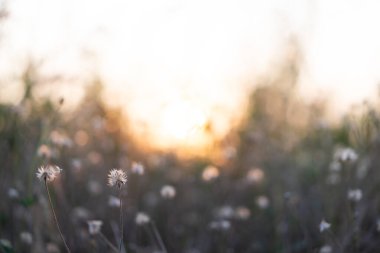 Yumuşak sabah güneşli kır çiçekleri, kırsalda çiçekler. Bokeh ışık arkaplanı.