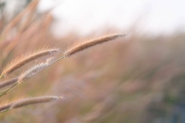 Yumuşak sabah güneşli kır çiçekleri, kırsalda çiçekler. Bokeh ışık arkaplanı.