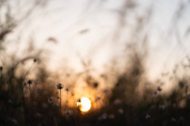 Akşamları çimen, gün batımında altın ışık, kırsalda çiçekler. Akşam güneşiyle birlikte yabani çimen çiçekleri.