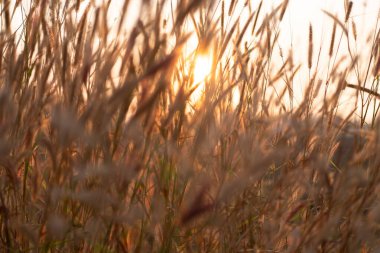 Akşamları çimen, gün batımında altın ışık, kırsalda çiçekler. Akşam güneşiyle birlikte yabani çimen çiçekleri.