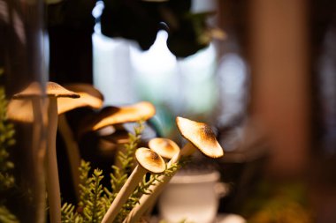 Sonbahar otlarının arasında vahşi mantarların güzel yakın çekimi. Küçük bir bahçede mantarlar.