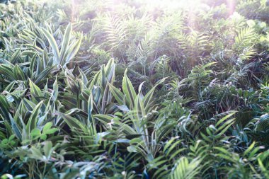 soyut yeşil yaprak dokusu. Tropik yapraklar. Koyu yeşil arkaplan..