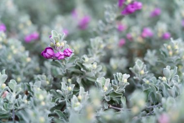 Mor çiçek süslemesi. Buna neon çiçeği denir. Bahçeyi güzelce süslemek için dikilmiş..