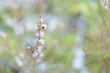 Erimiş arka planda doğal olarak oluşan kır çiçekleri..