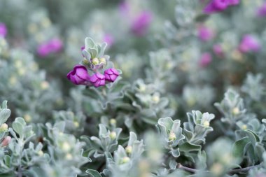 Mor çiçek süslemesi. Buna neon çiçeği denir. Bahçeyi güzelce süslemek için dikilmiş..