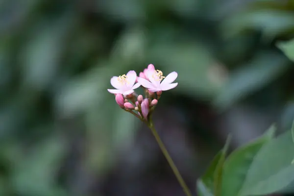 stock image Auspicious flowers are called Dok Khem Setthi, a soft pink color, uses a blurred background effect.