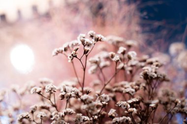 Bulanık ve bokeh etkisi kullanarak kurumuş çiçek arkaplanı. Doğanın güzelliği.