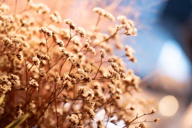 Bulanık ve bokeh etkisi kullanarak kurumuş çiçek arkaplanı. Doğanın güzelliği.