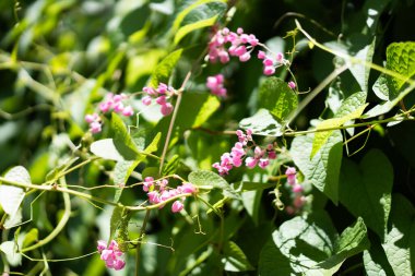 Aşk Zinciri, Mercan Sarmaşığı, Bahçedeki Kraliçe 'nin Çelengi, Çiçekler Tamamen Açtı, Seçici Odaklanma.