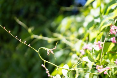 Aşk Zinciri, Mercan Sarmaşığı, Bahçedeki Kraliçe 'nin Çelengi, Çiçekler Tamamen Açtı, Seçici Odaklanma.