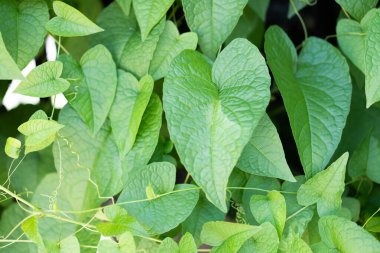 Kalp şeklinde yeşil yapraklar, sabah doğal ışık..