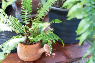 Terracotta tencereleri güzel görünmesi için bahçeni dekore eder..