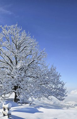Karla kaplı ağaç. Kış manzarası