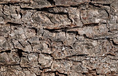 Kaba ağaç kabuğunun yakın çekimi, karmaşık doğal desenleri ve dokuları gösteriyor..