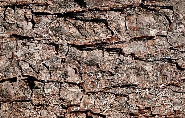 Kaba ağaç kabuğunun yakın çekimi, karmaşık doğal desenleri ve dokuları gösteriyor..