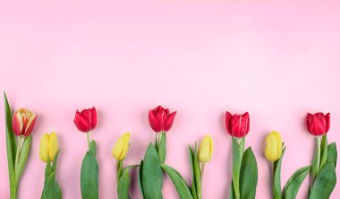 Kırmızı ve sarı da dahil olmak üzere bir dizi renkli lale, fotokopi alanı olan pembe bir arka plana yerleştirildi..