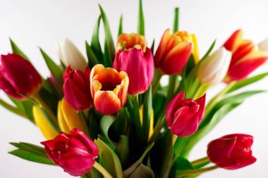 Canlı bahar renkleri ve yemyeşil yapraklar sergilenen taze bir lale buketinin yakın çekimi.