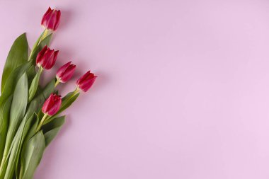 Pastel pembe bir yüzeye dizilmiş canlı kırmızı laleler, yazı için boşluk bırakırlar..
