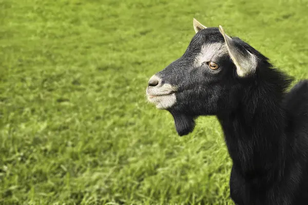 Arka planda yeşil çimen olan bir keçinin yakın çekimi.