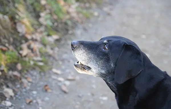 Siyah bir Labrador av köpeği doğa yolunda yakalandı. Köpek meşgul ve meraklı görünüyor..