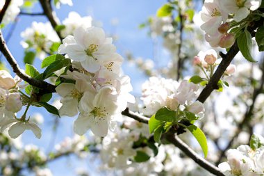 Parlak elma ağaçları güneşli bir günde bahar bahçesinde berrak gökyüzünün altında çiçek açar.