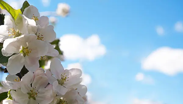 Yumuşak bulutlu parlak mavi gökyüzüne karşı narin elma çiçeklerinin yakın çekimi. Canlı bir bahar sahnesi yenilenmeyi, doğayı ve mevsimsel güzelliği simgeliyor.