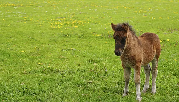 Baharda açık çayırda küçük kahverengi bir tay. Kır çiçekleri ve yeşil çimlerle doğal kırsal ortam