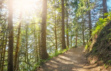 Uzun çam ağaçlarının arasından süzülen manzaralı bir orman yolu. Yumuşak yaz güneşiyle aydınlatılıyor. Huzurlu ve davetkar doğa yolu yürüyüş ve rahatlama için ideal.