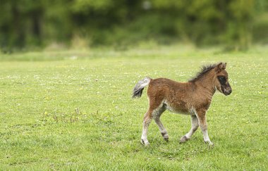 Yeşil çimen tarlasında yürüyen sevimli, minyatür at yavrusu. Tüylü ceketli genç bir midilli, bahar otlağının tadını çıkarıyor, kır çiçekleri ve yumuşak doğal ışıkla çevrili.