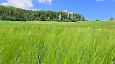 Arpa saplarının yakın çekimi rüzgarda hafifçe hareket ediyor, parlak güneş ışığı altında canlı yeşil renk, barışı ve kırsal tazeliği çağrıştırıyor.