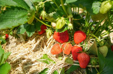 Olgun kırmızı çilekler samanla kaplı bir bahçe yatağında, parlak güneş ışığı altında yetişiyor..
