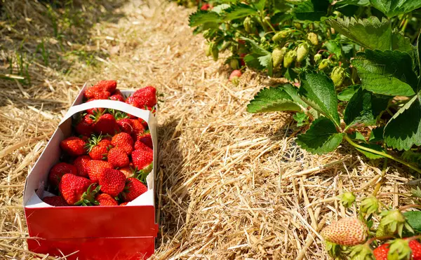 Doğal bir çilek tarlasında samanla kaplanmış bir kutuya konmuş taze koparılmış organik çilekler. Sağlıklı, çevre dostu ve çiftlik meyvesi..