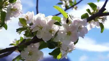 Parlak mavi gökyüzüne karşı bir ağaç dalında açan beyaz elma çiçekleri ilkbaharın ve doğal güzelliğin özünü yakalıyor.