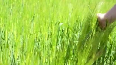 Çiftçi güneş ışığında yeşil bir tarlada yavaşça arpa kulaklarına dokunuyor. Sürdürülebilir tarım ve mahsul denetimi manzarası
