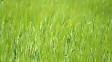 Arpa sapları güneşli bir günde rüzgarda hafifçe sallanır. Yumuşak odaklı arka plan ve yatıştırıcı hareketle doğal tarım sahnesi