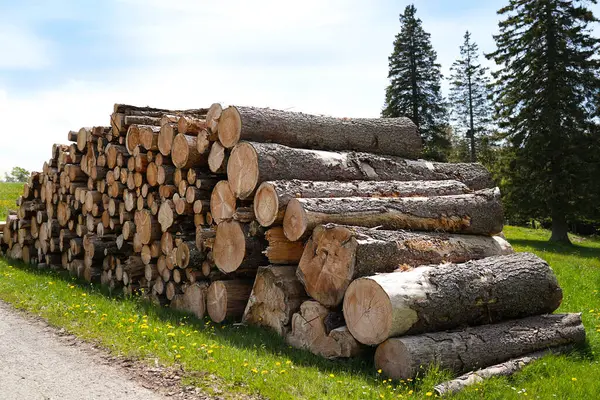 Kesik kütüklerin bir yığın düzgünce bir çakıl yolunun yanına yerleştirilmiştir. Açık mavi bir gökyüzünün altında arka planda uzun yeşil ağaçlar görülebilir. Sahne ormancılık ve kereste endüstrisini temsil ediyor..
