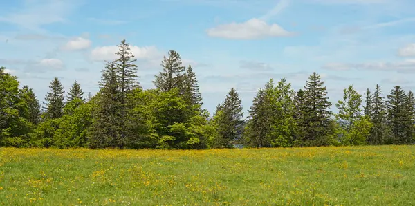 Berrak mavi gökyüzünün altında çeşitli ağaçlarla dolu yemyeşil bir çayır. Sahne huzurlu ve canlı, doğanın güzelliğini gözler önüne seriyor..