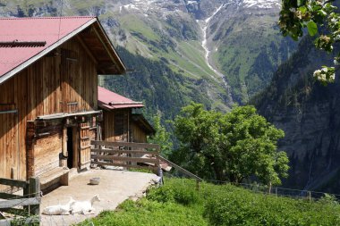 Önünde keçilerin dinlendiği ahşap alp çiftlik binaları Gimmelwald, İsviçre yakınlarındaki dramatik dağ vadisine bakıyor. Bernese Oberland 'in geleneksel kırsal manzarası. Fotoğraf 31 Mayıs 2025 'te çekildi..