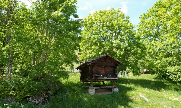 İsviçre Gimmelwald 'da yemyeşil ağaçlar ve yabani otlarla çevrili yüksek ahşap kulübe. Huzurlu bir kırsal alanda geleneksel dağlık bir yapı. Fotoğraf 31 Mayıs 2025 'te çekildi..