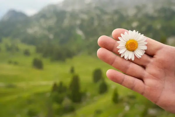 Bir el yumuşak odaklı yeşil bir manzaranın önünde beyaz papatya çiçeğini nazikçe tutuyor, doğanın ve insanların çevreyle olan uyumunu gösteriyor.