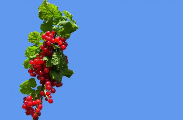 Yemyeşil yapraklı kırmızı frenk üzümü, canlı mavi bir arkaplana karşı güzelce sergilenerek tazeliklerini ve doğal cazibelerini ön plana çıkarır.