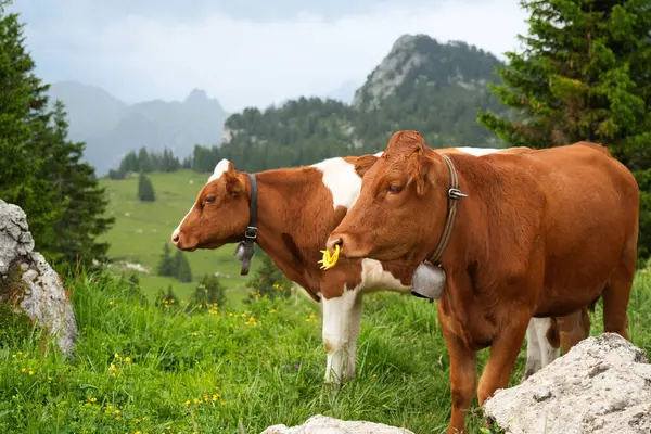 İki kahverengi inek canlı yeşil bir çayırda otluyor. Kayalık oluşumları ve arka planda dağları var. Huzurlu kırsal yaşamı ve doğal manzarayı gösteriyor.