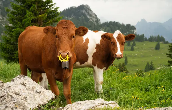 İki inek, bir tanesinin burun halkası ve bir tanesi kahverengi benekli, dağlarla ve doğal manzarayla çevrili canlı yeşil bir çayırda otluyor.