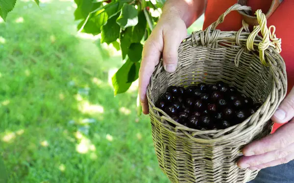 Bireysel olarak olgun kirazlarla dolu, canlı yeşilliklerle çevrili bir sepet taşır. Açık hava meyvelerinin güzelliğini ve doğayla olan bağlantısını gösterir.
