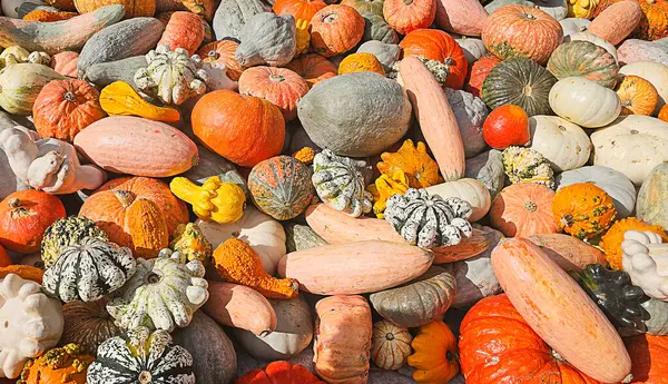 Farklı renk ve şekillerde kabak ve kabak koleksiyonları, sonbahar hasadının güzelliğini ve mevsimsel bolluğu gözler önüne seriyor.
